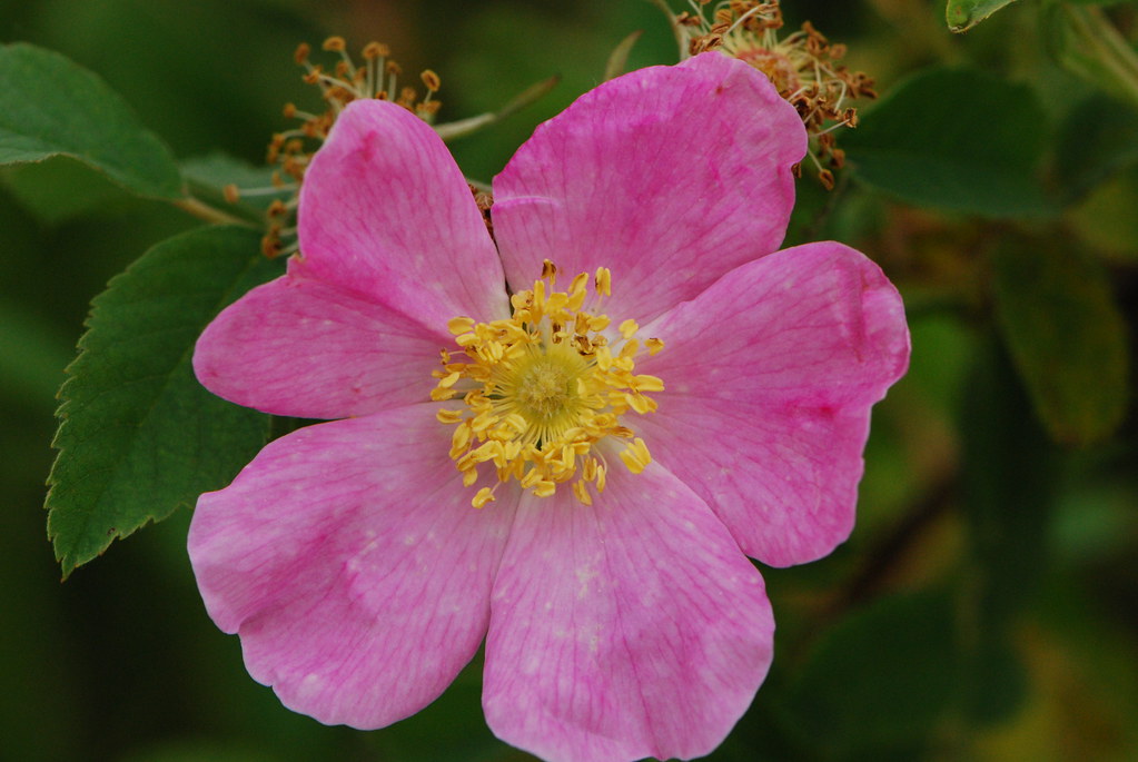Dwarf Prairie Rose (Rosa arkansana) Snapper Prairie Wiscon… Flickr