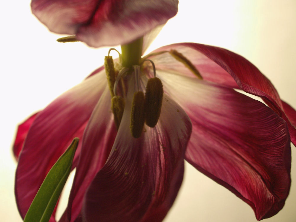 Tulip The petals on this flower are falling off already...… Flickr