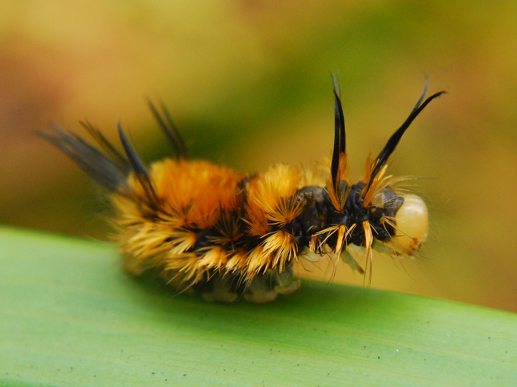 Caterpillar Shutter speed 1/200sec Aperture F 7,1 ISO 8… Flickr