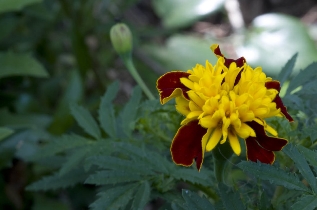 Adderley Estate Well kept gardens More flowers than you … Flickr