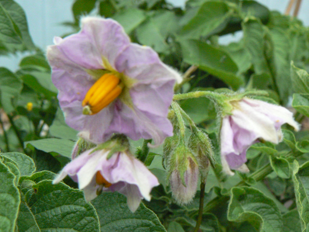 Potato blossoms Crum Flickr