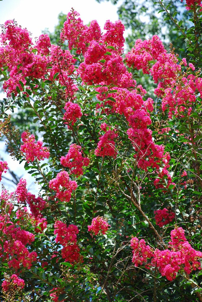 Flowering Bushes, South Carolina David Lewis Flickr