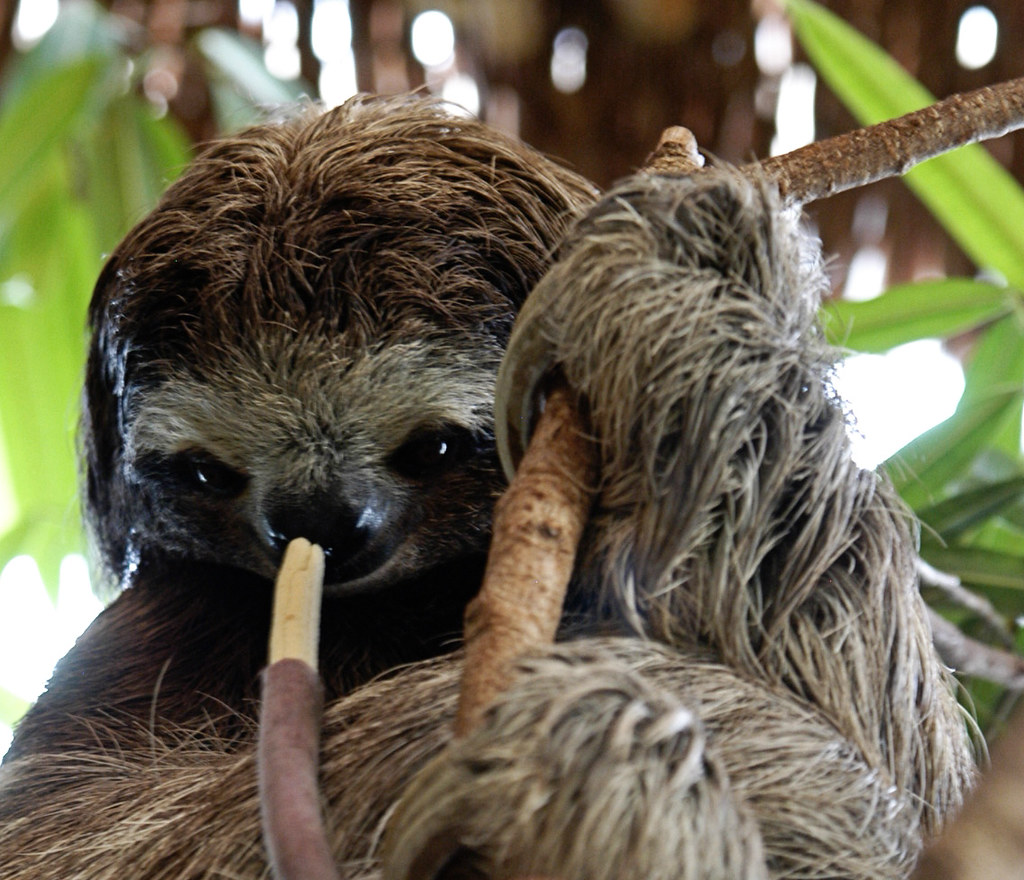 Three Toed Sloth Dallas World Aquarium Dan Flickr