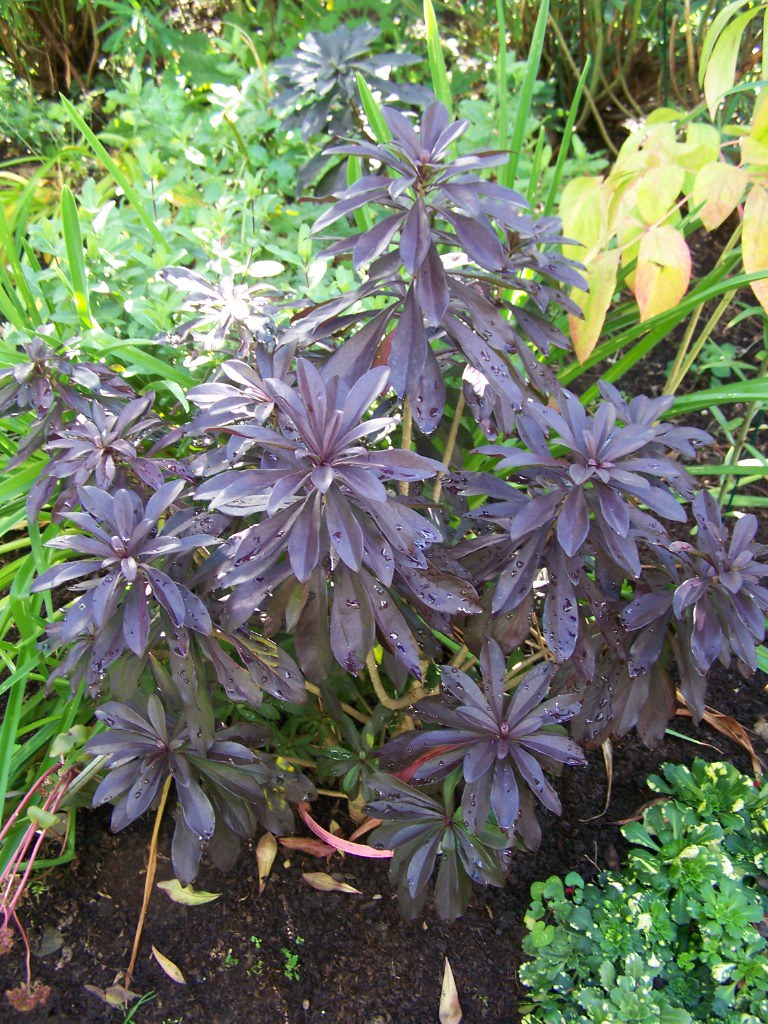 Daphne x houtteana I saw this incredible Daphne in a priva… Flickr