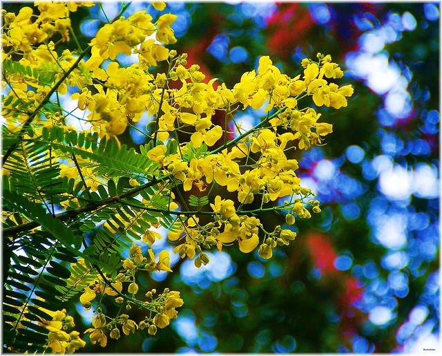 The Yellow flowers tree with the Red flowers tree behind..! a photo