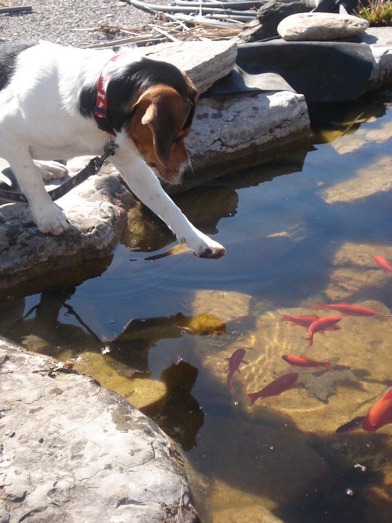 Can Dogs Eat Fish How To Discuss