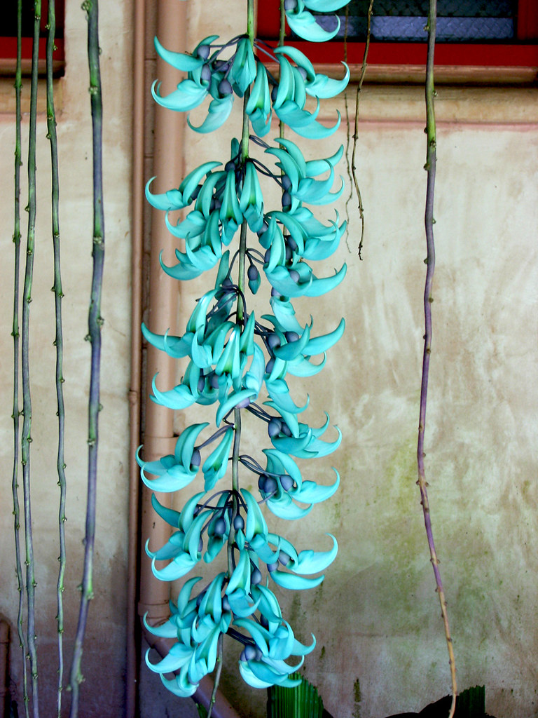 The Jade Vine Cairns Botanical Gardens (Strongylodon mac… Flickr