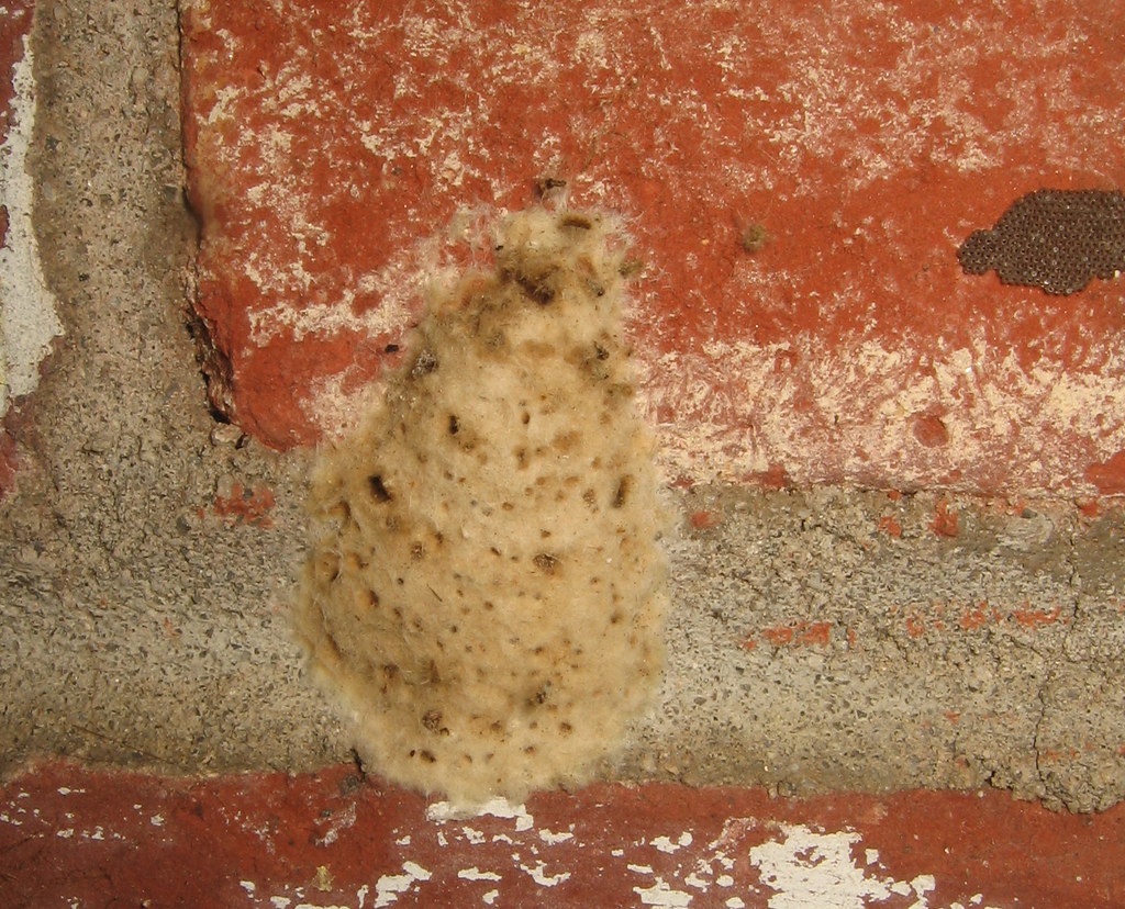 Gypsy Moth egg mass On a sheltered brick wall. They seem t… Flickr