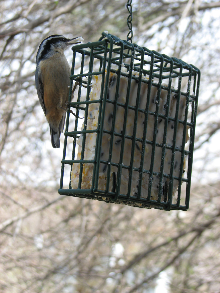 Red breasted nuthatch eating suet Photo by Kathy Doucette,… Flickr
