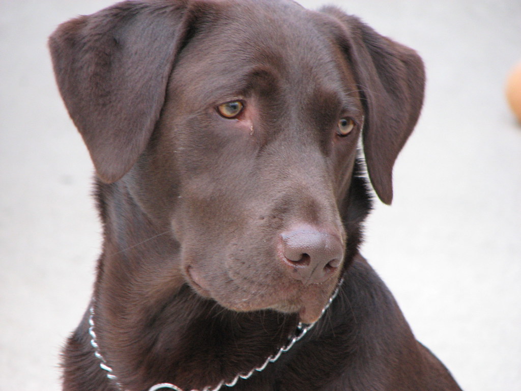 My Dog Bullet This is my dog Bullet. He is sad today becau… Flickr