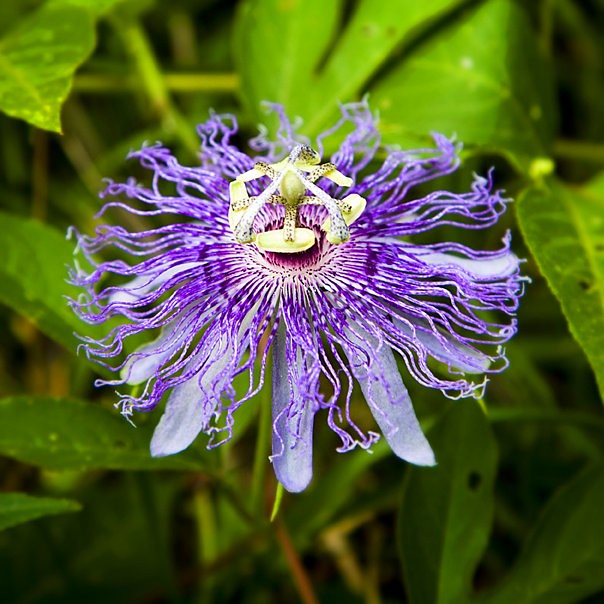 Oak Mountian Passion Flower Medical and entheogenic uses… Flickr