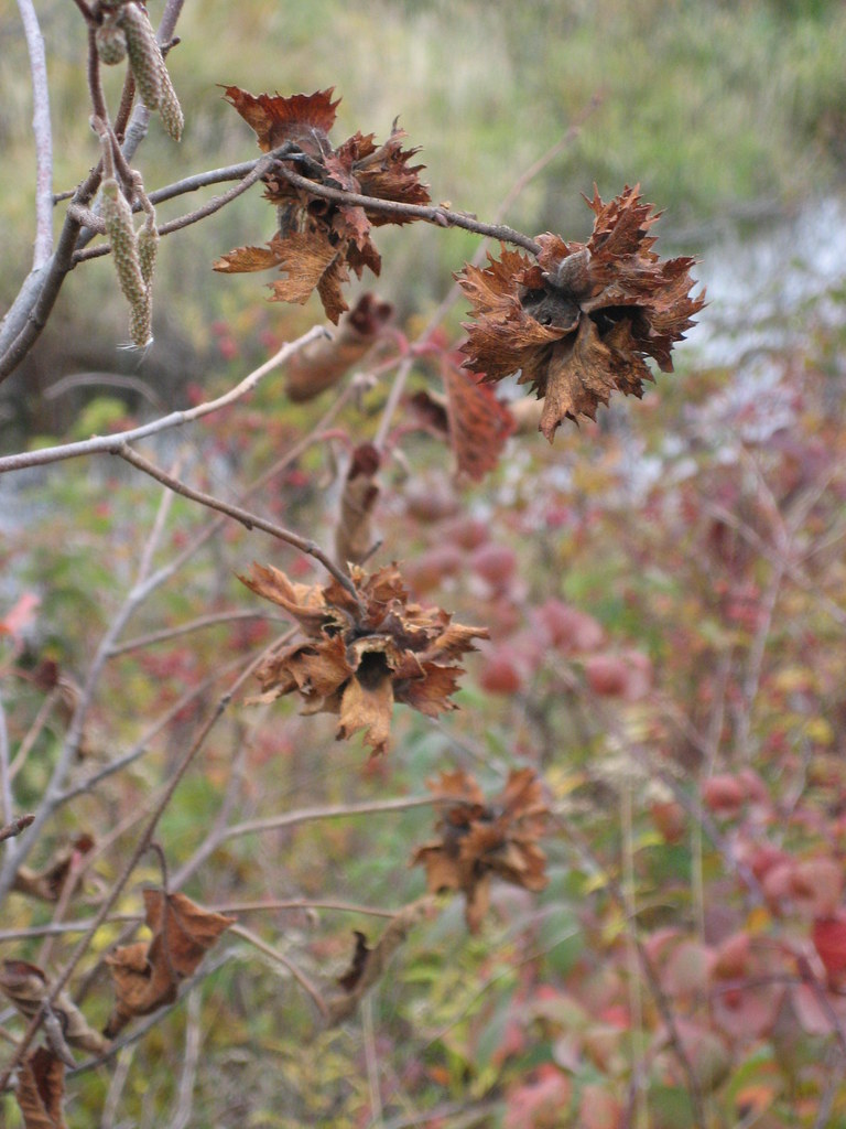 Wild MN Hazelnuts Wild MN Hazelnuts. I picked a whole lot … Flickr
