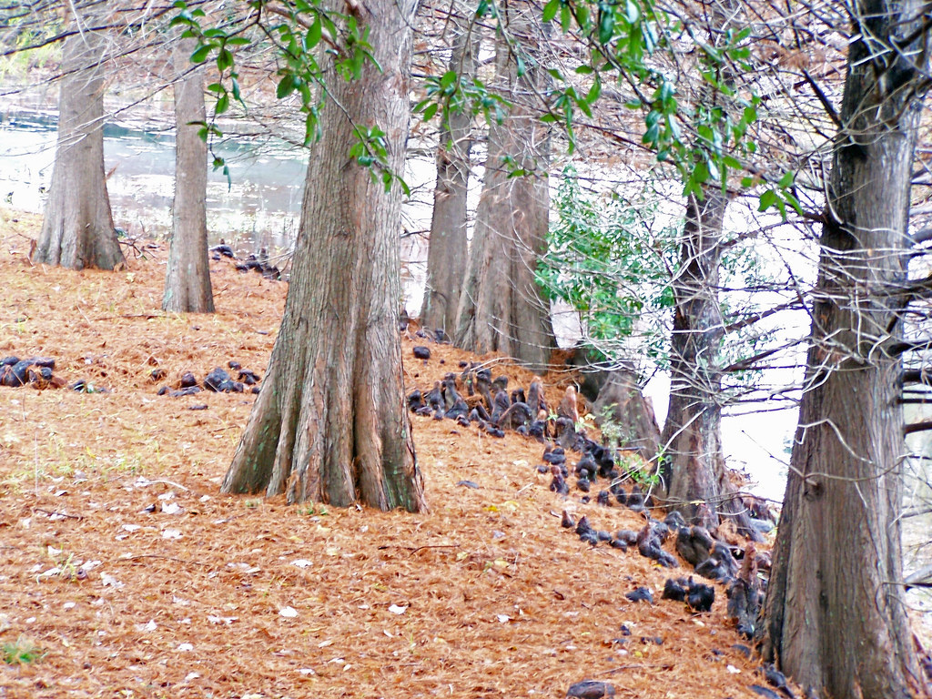 Cypress, Lafayette, Louisiana December 2005. On our way ba… Flickr