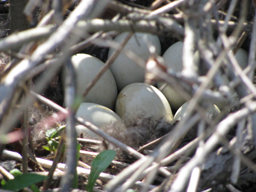 Mallards Nest A Mallards nest in May, Stony Brook Wildlife… Flickr