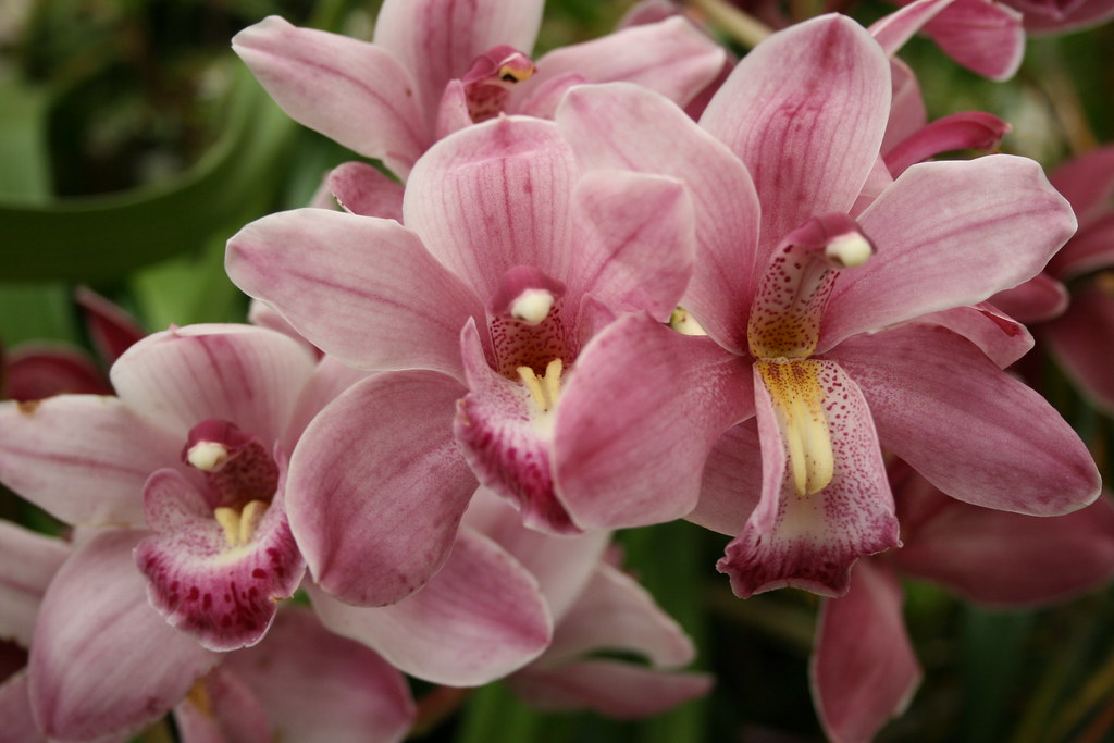 Orchids pink 2 Wellington Botanic Gardens Steve Attwood Flickr