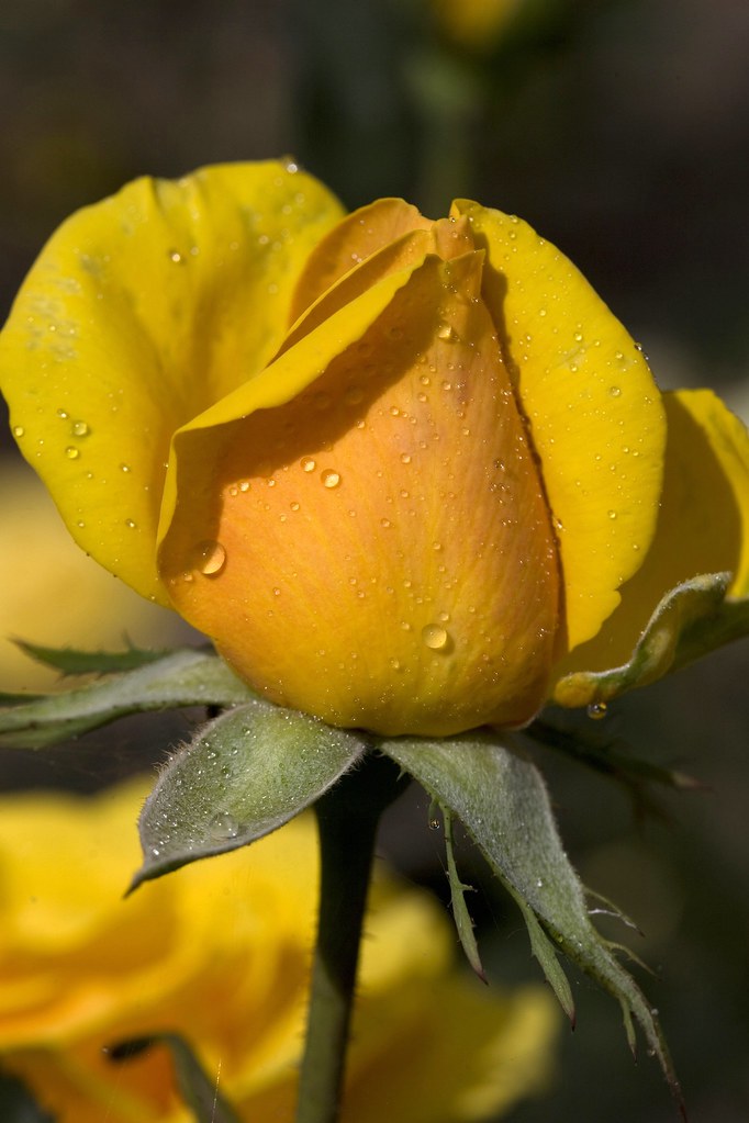 Yellow Rose of Texas Allan Howell Flickr