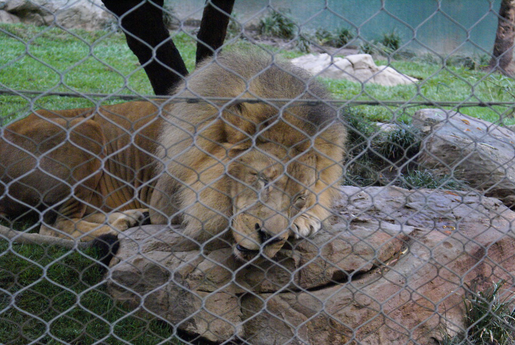 Siegfried & Roy’s Secret Garden and Dolphin Habitat Flickr