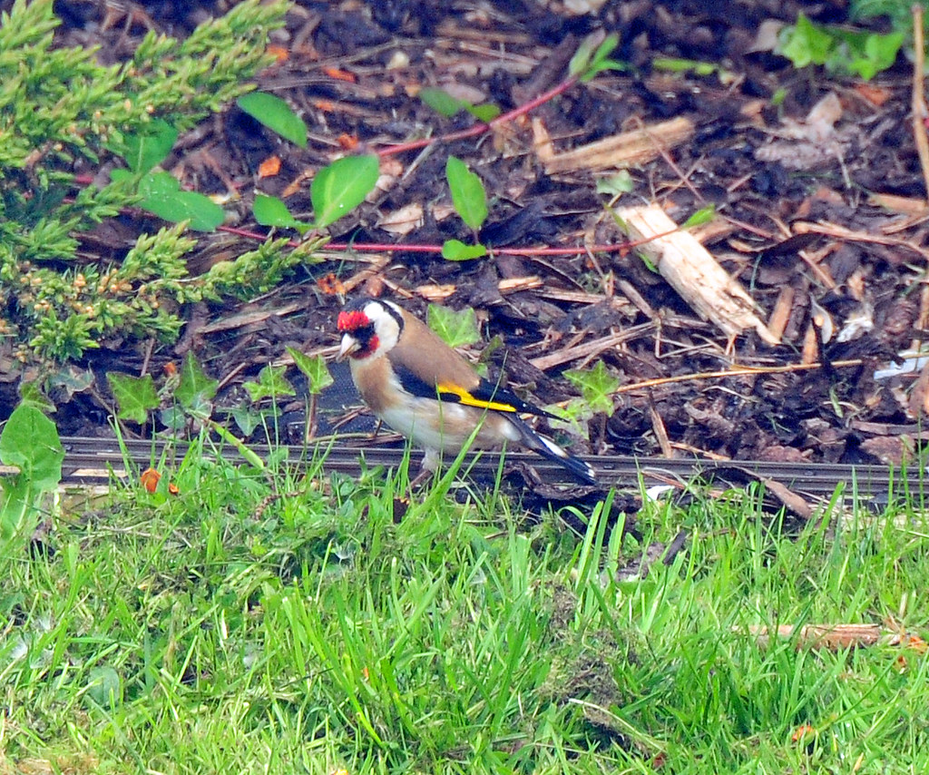 Finch in Friends Garden in Maidenhead 100 Kerrie Brown Flickr