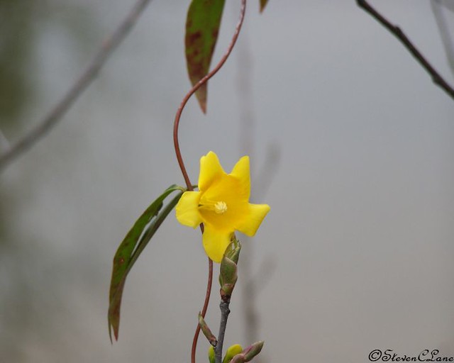 Yellow Flower Vine Yellow flower on vine in Dillon, South … Steven