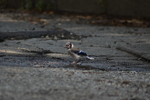 bluejay1 Baby Blue Jay near a puddle in the driveway. I ha… Flickr