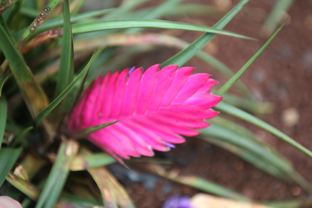 Pink Quill (Tillandsia cyanea) Pink Quill is an epiphytic … Flickr