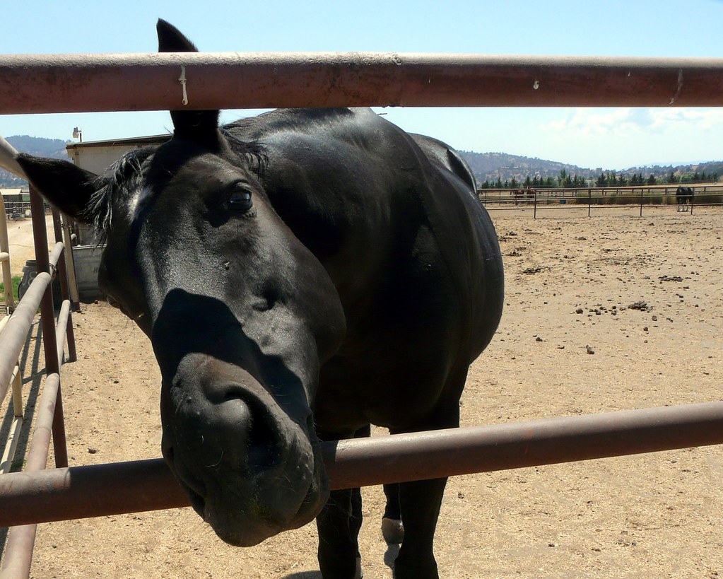 Pegasus Black Beauty Rescue Horse, Tehachapi CA. Contact m… Flickr