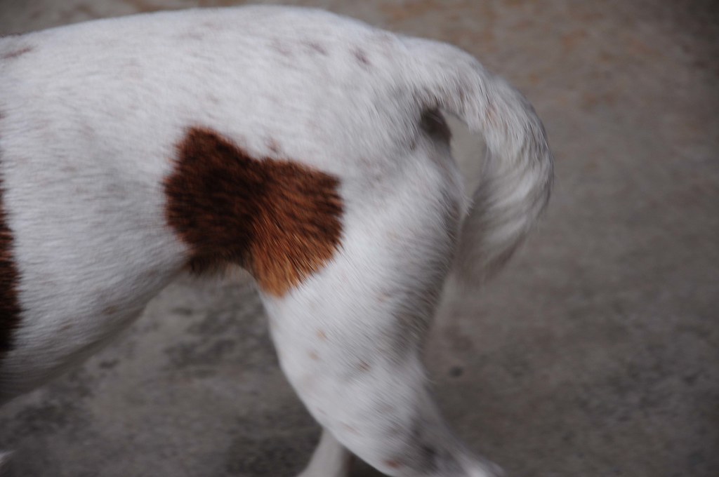How Do You Tell If A Dogs Tail Is Sprained