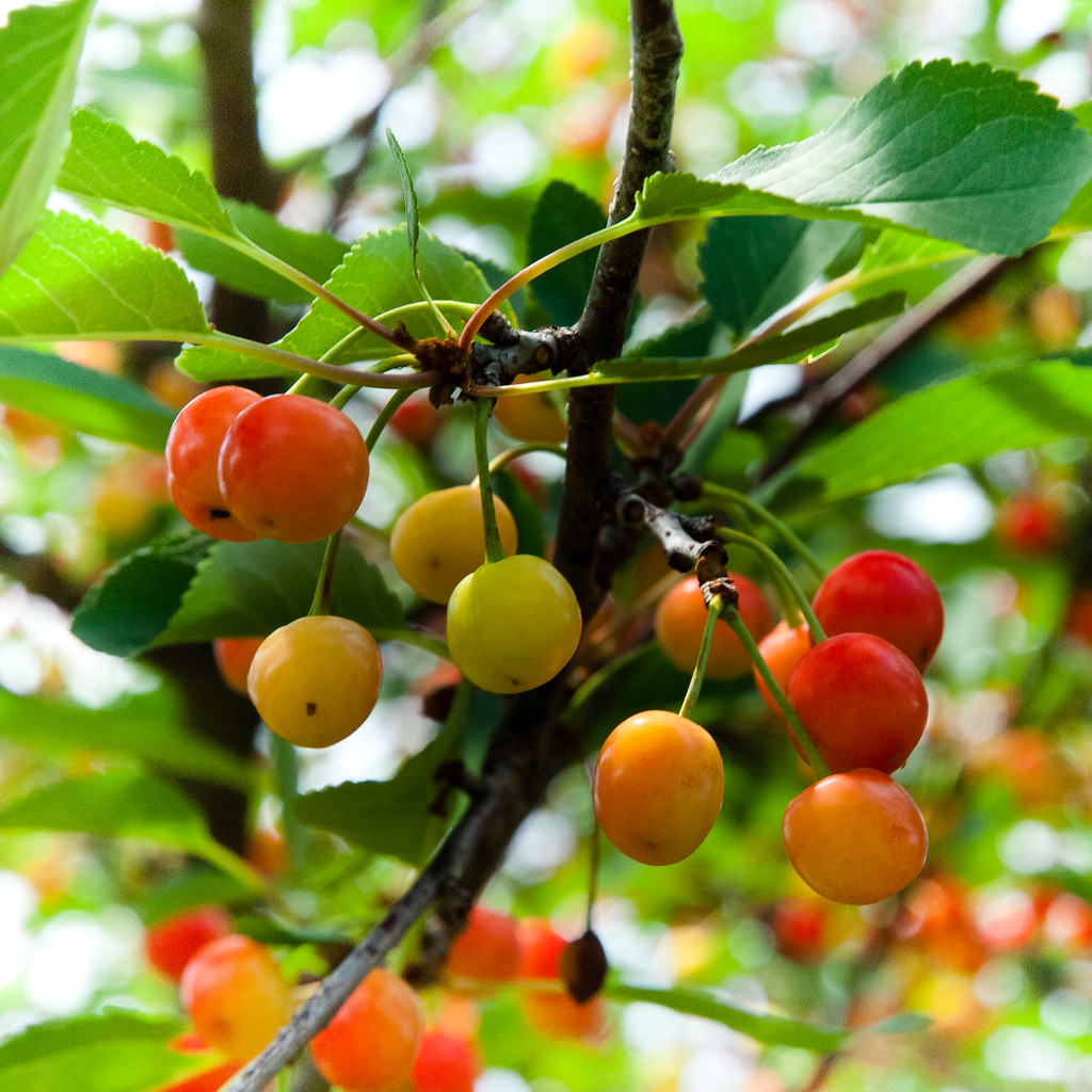 Ripening Cherries, Washington County, Maryland, June 11, 2… Flickr