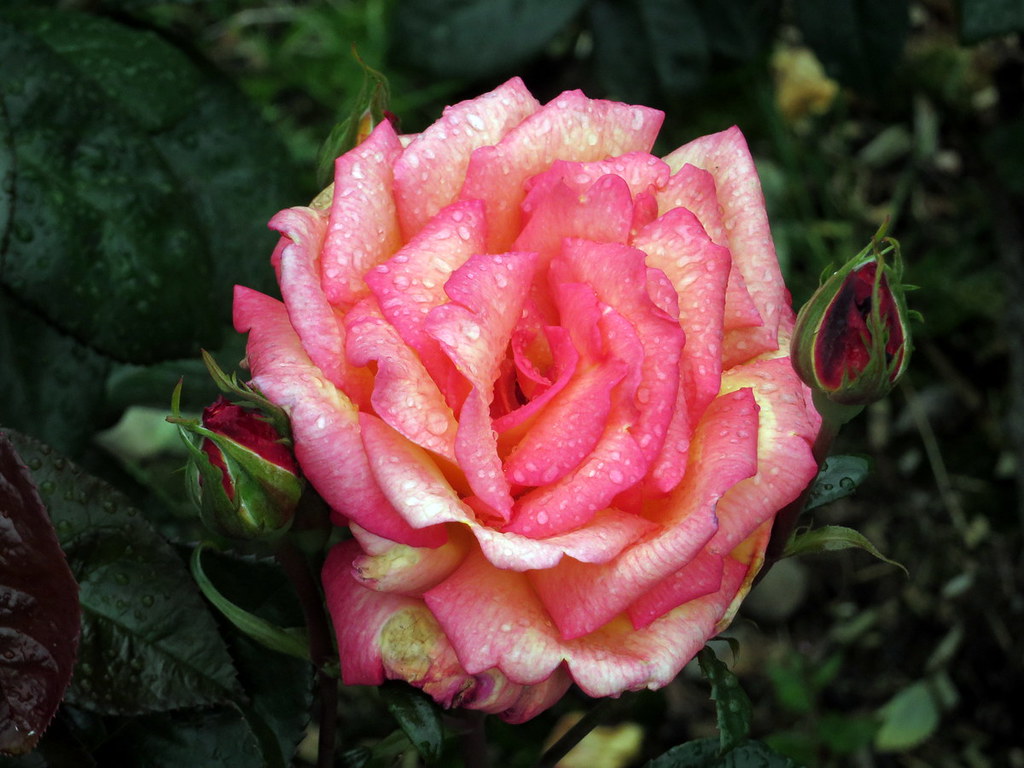 Tralee Town Park Rose Garden hhschueller Flickr