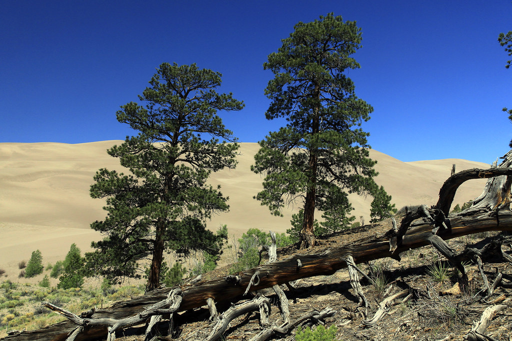 Ponderosa pines (Explored) Ponderosa pine has the greatest… Flickr