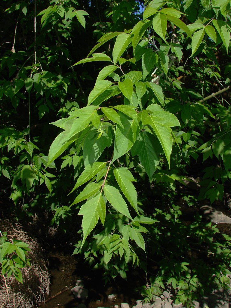 BoxElder (Ashleaf Maple) leaves Acer negundo, the only ma… Flickr