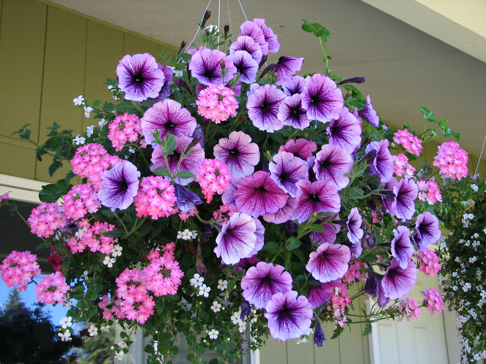 hanging basket petunias Flickr