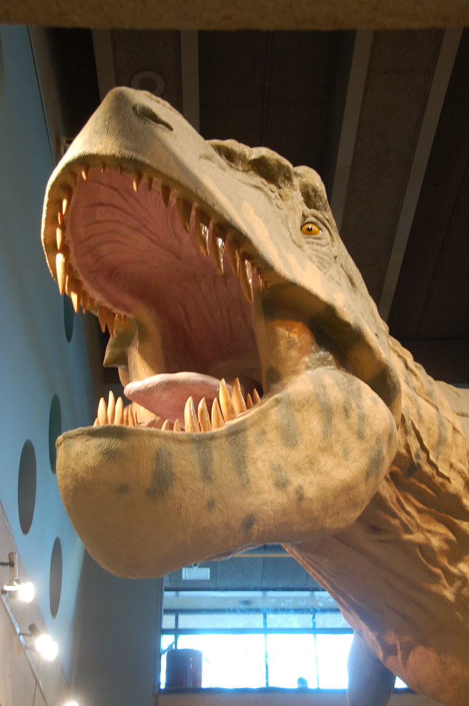Boston Museum of Science T. Rex! RAAAWRRR! Of course
