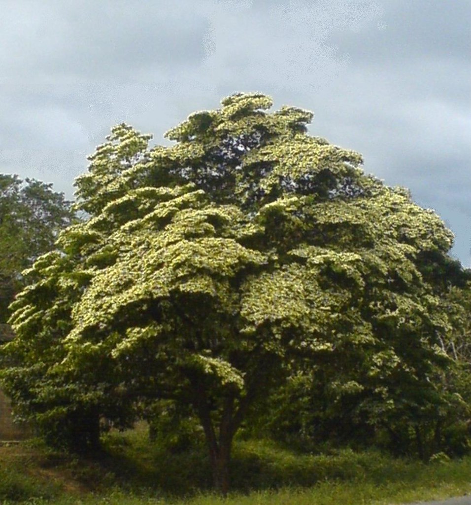 madroño arbol nacional este es el árbol nacional de nica… Flickr