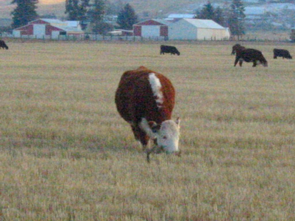 Cattle Espanola, Washington Katherine Bowman Flickr