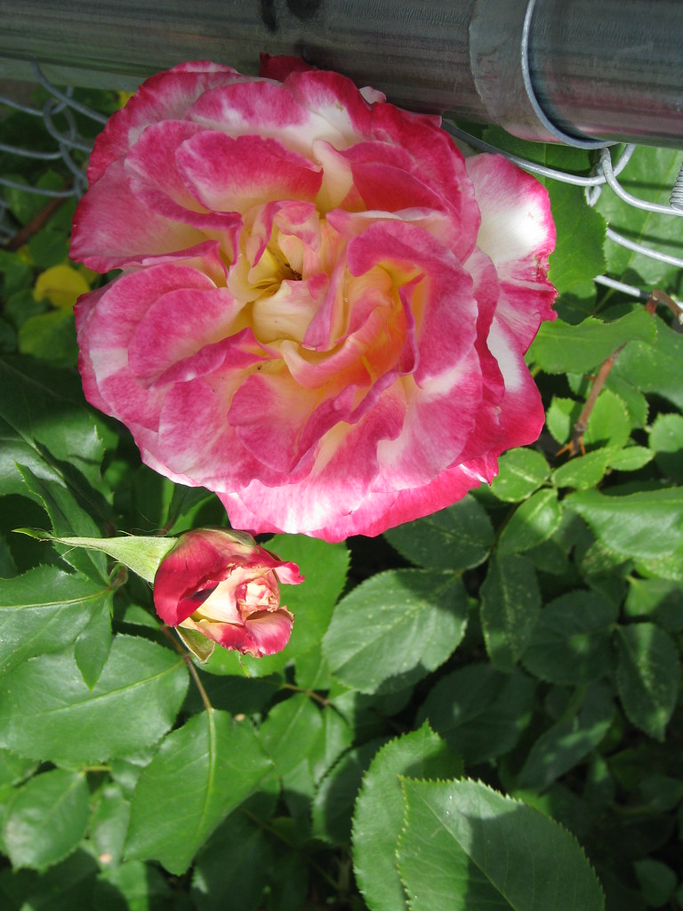 IMG_0282 My roses are blooming and look so pretty! mhsconrad Flickr