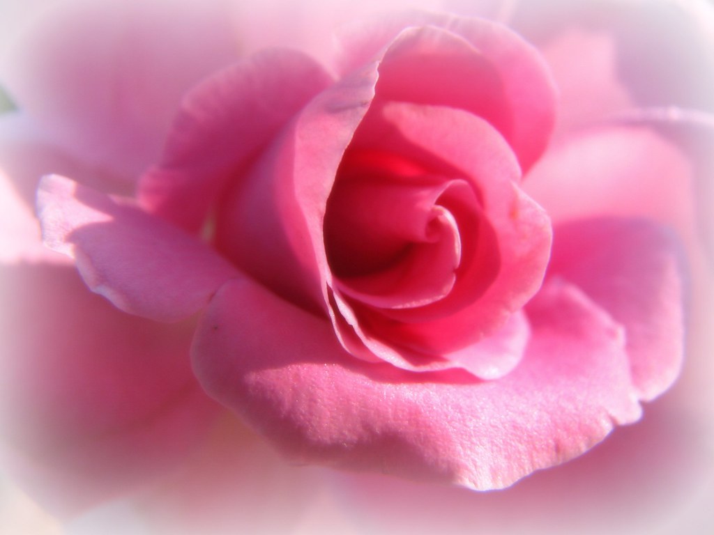 A Profusion Of Pink... A profusion of pink roses bending … Flickr