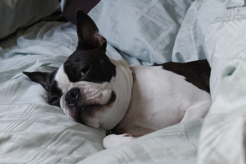 _DSC0003 BUSTED! My dog likes to sneak into my bed and get… Flickr