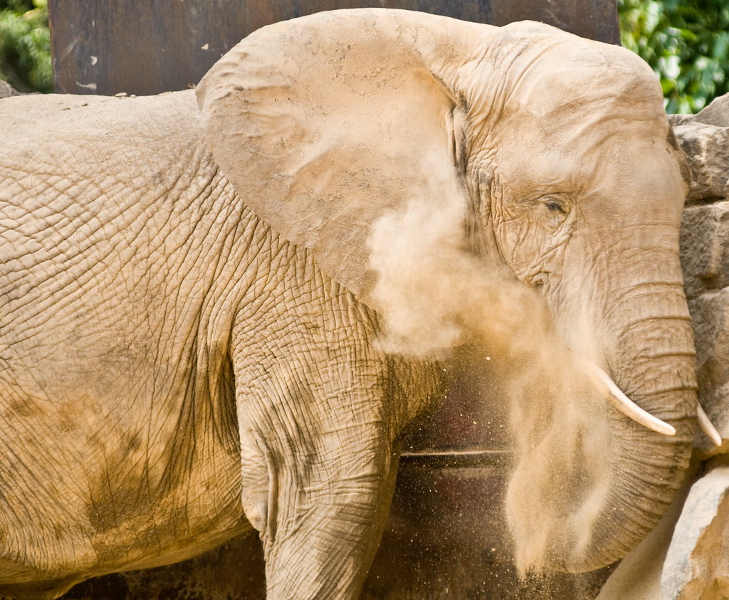 Dirt Bath Bye Bye Elephants! The Philadelphia Zoo recently… Flickr