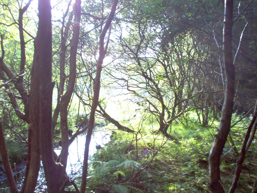 Bonny Glen 7 Im000439.Jpg Maggie Flickr