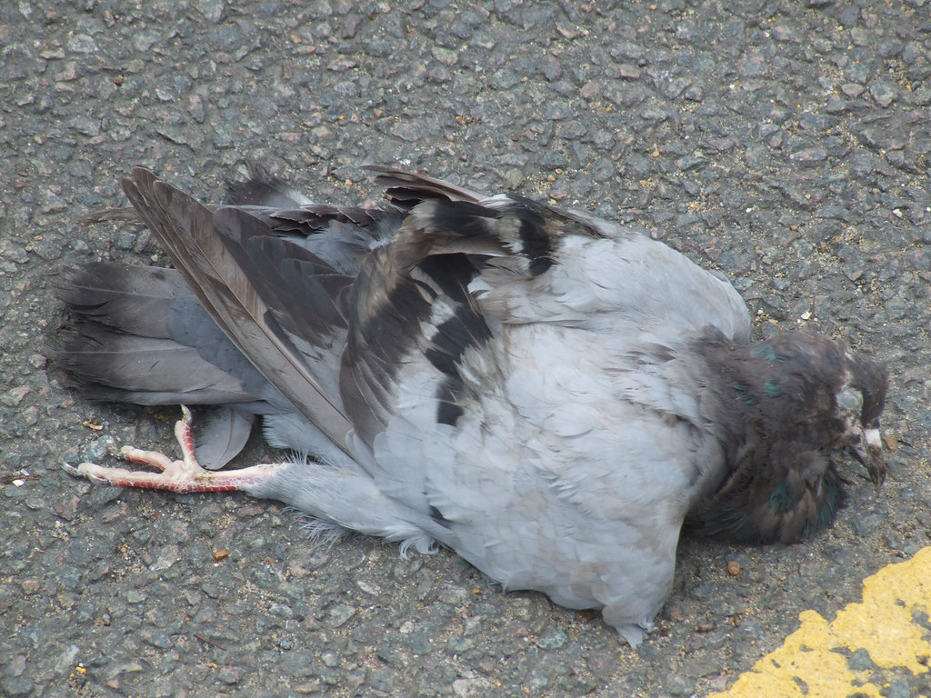 A dead pigeon. LiamCH Flickr