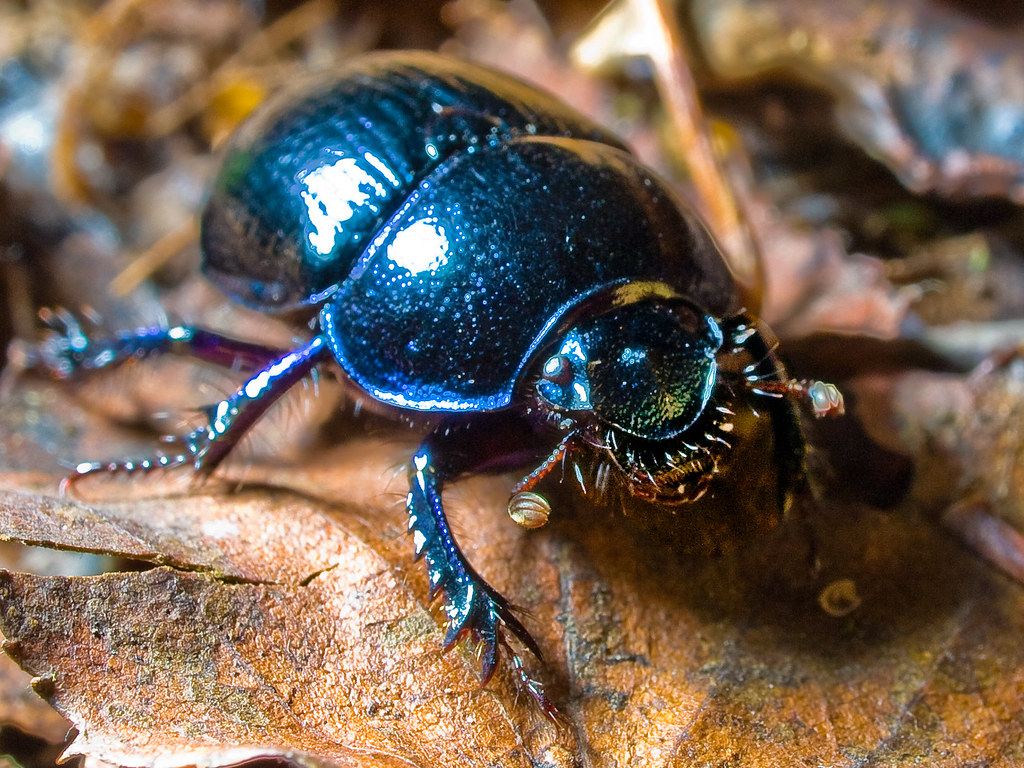 Violet Ground beetle (Carabus violaceus) Large (2030mm) m… Flickr