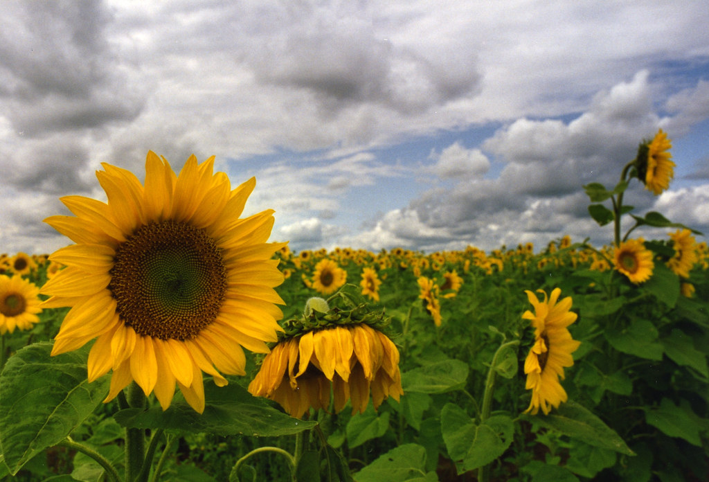 Sunflowers (1) (8 X 10) A field of sunflowers outside Perh… Flickr