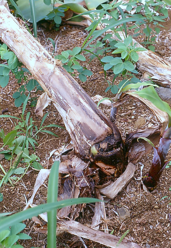 Banana_Erwinia_soft_rot_4 a photo on Flickriver