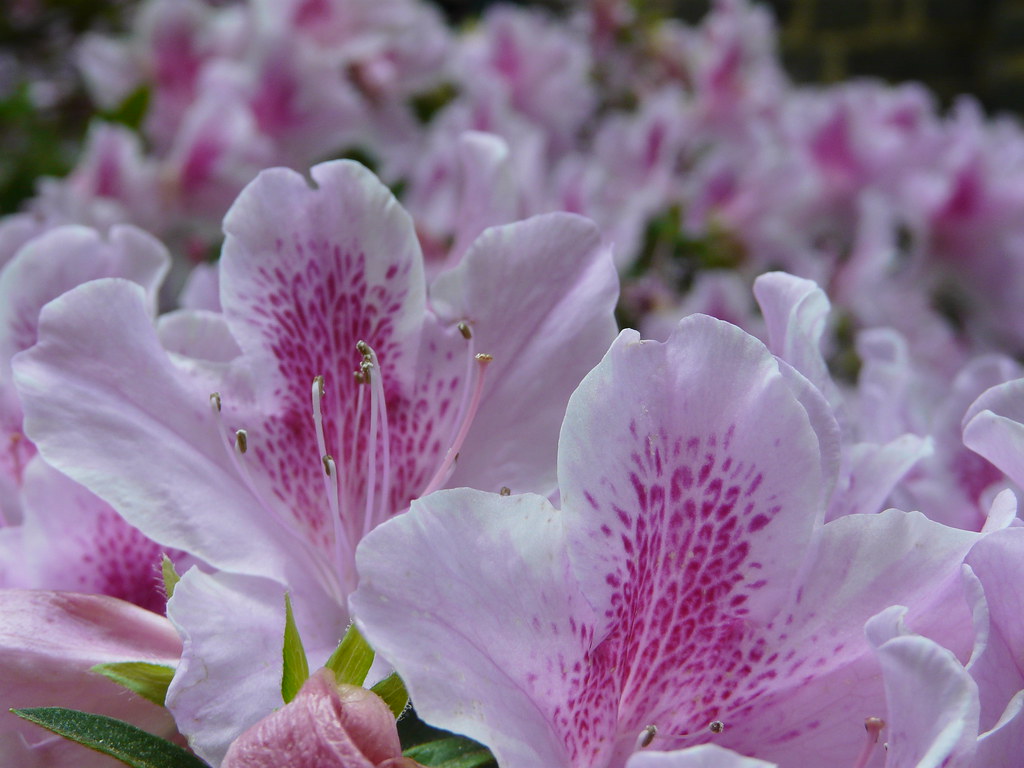 Belmont N.C Azalea flower Justin Hicks Flickr