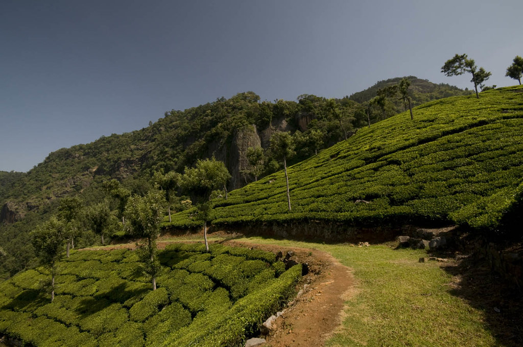 Adderley Estate Trekker's Paradise The tea gardens that … Flickr