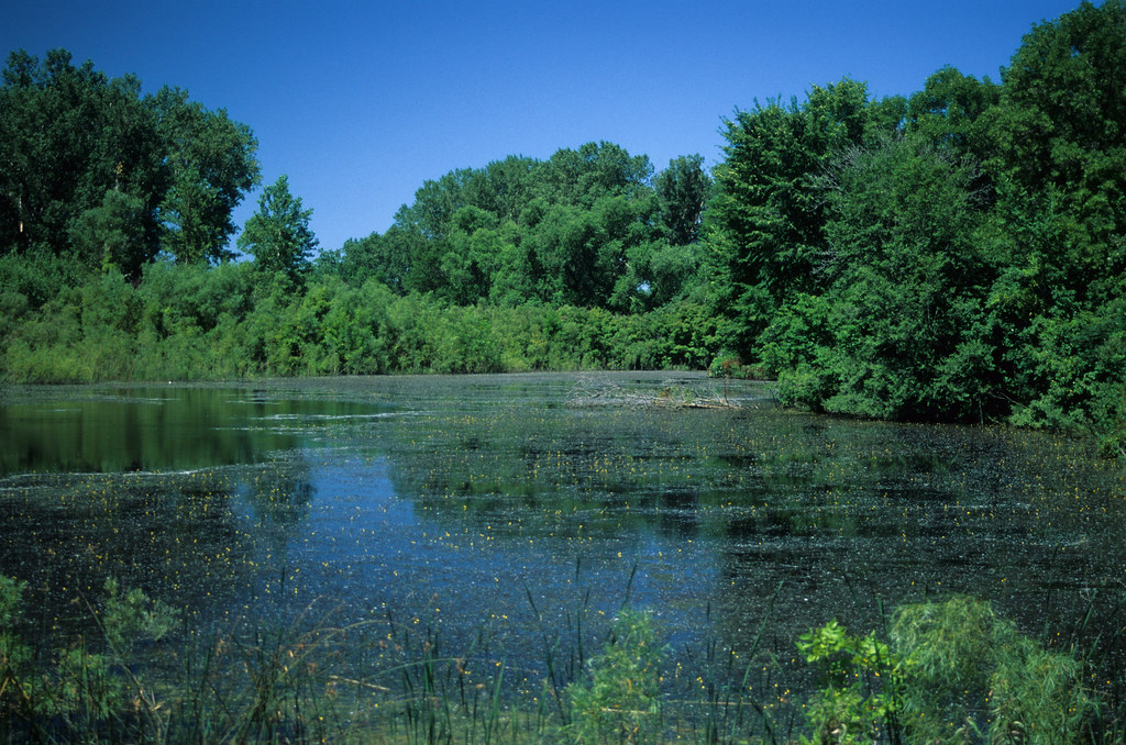 I00602 Riverine Wetland Scanned from 35mm slide. Flickr