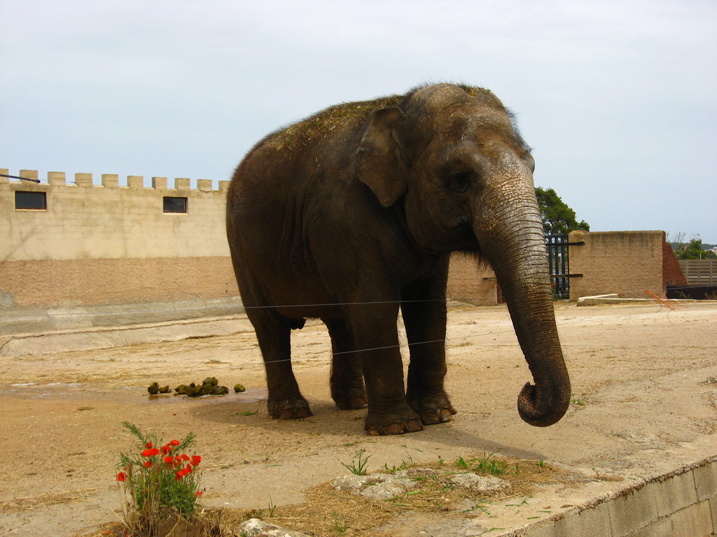 Elephant Auto Safari Zoo (Safari Zoo), Sa Coma, Mallorca