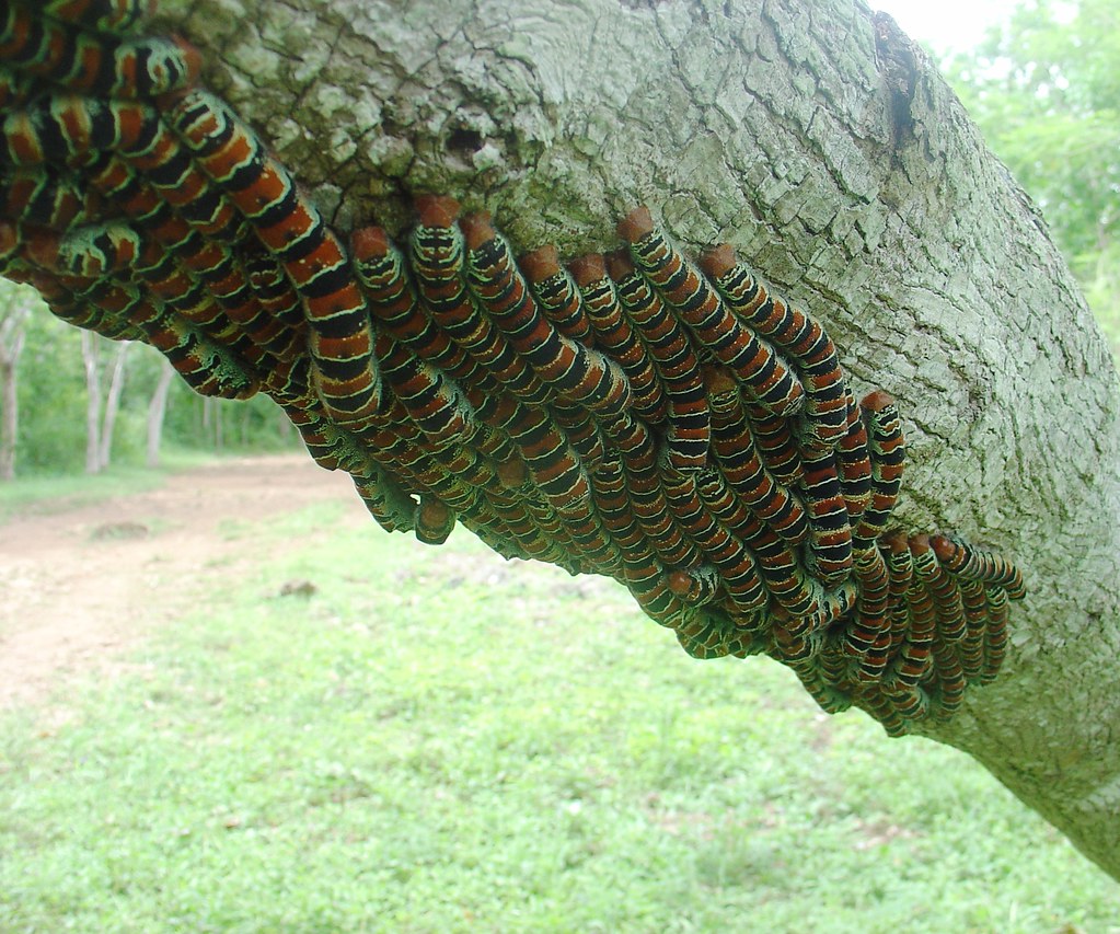 caterpillars caterpillars under a tree branch at ek balam phaedra