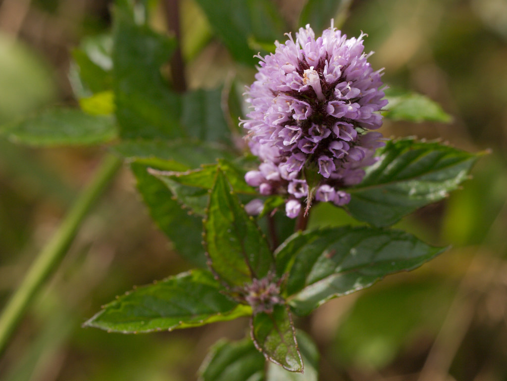 Peppermint pebermynte (Mentha x piperita), September 200… Flickr